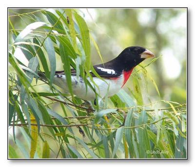 rose breasted grosbeak