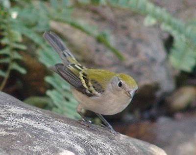 chestnut sided warbler