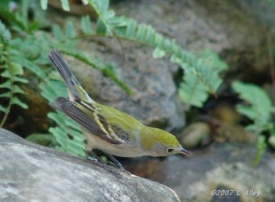 chestnut sided warbler