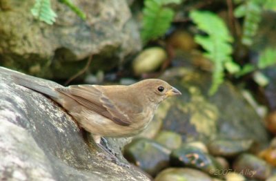 indigo bunting female