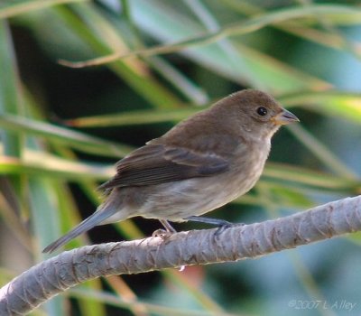indigo bunting female