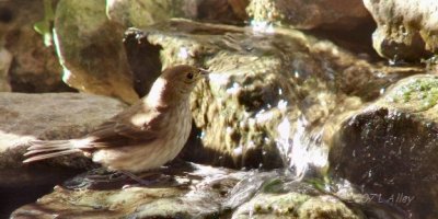 indigo bunting
