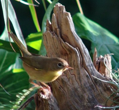 mourning warbler