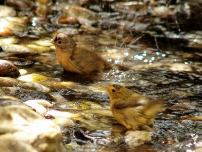 nashville and wilsons  warblers