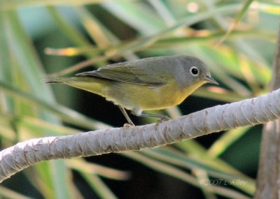 nashville warbler