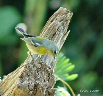 northern parula