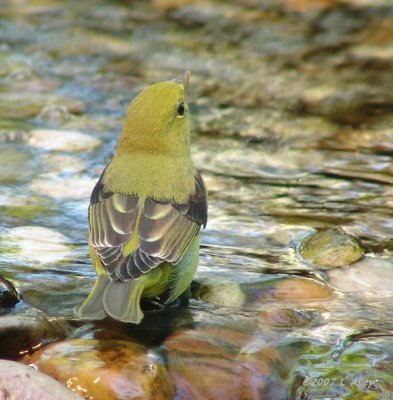 scarlet tanager