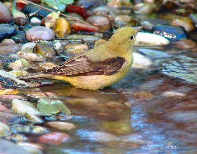 scarlet tanager female