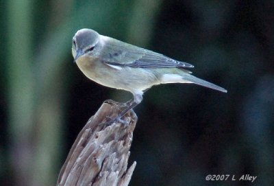 tennessee warbler