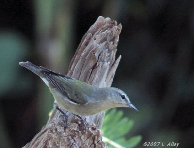 tennessee warbler