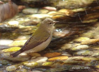 tennessee warbler
