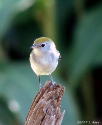chestnut sided