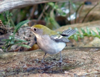 chestnut sided warbler