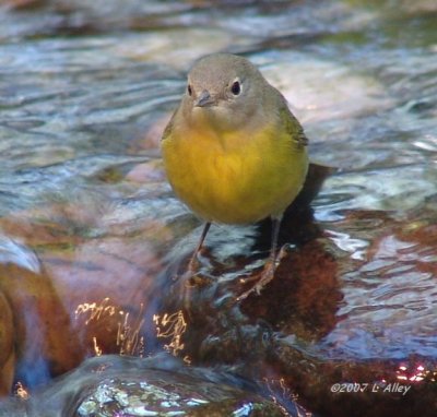 nashville warbler