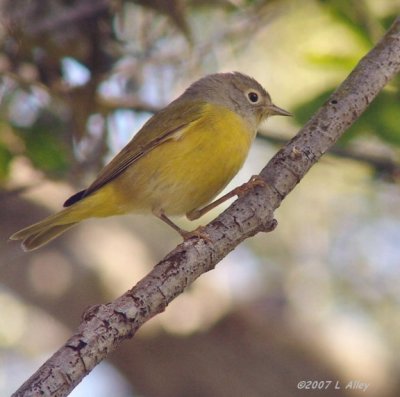 nashville warbler