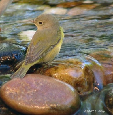 nashville warbler