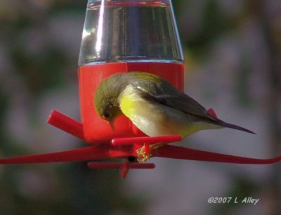 northern parula