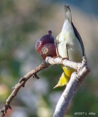 northern parula