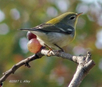 northern parula