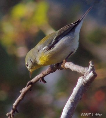 northern parula