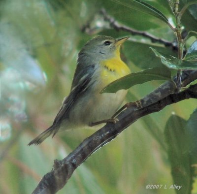 northern parula