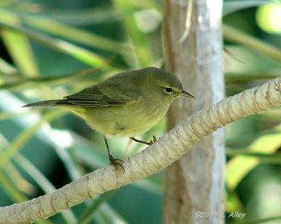 orange crowned warbler