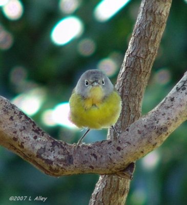 nashville warbler
