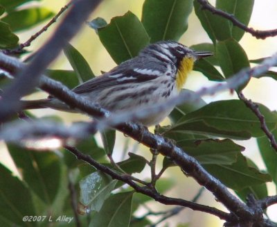 yellow throated warbler