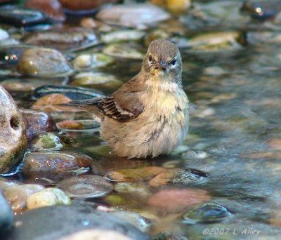pine warbler