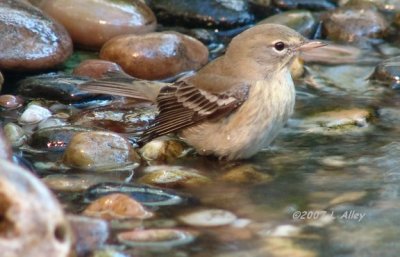 pine warbler