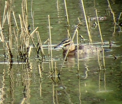 masked duck