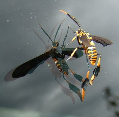 texas moth wasp