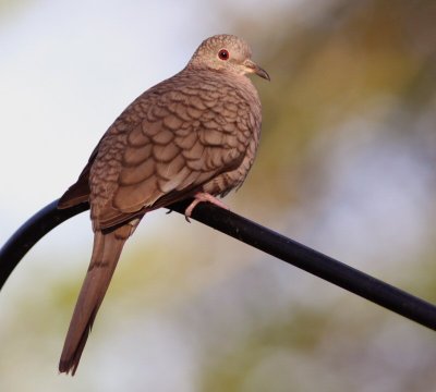 inca dove