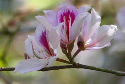 orchid tree bloom
