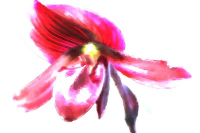 orchid watercolor