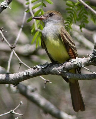 great crested flycatcher