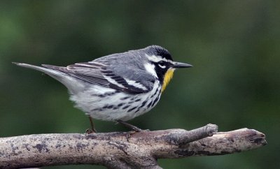 yellow throated warbler