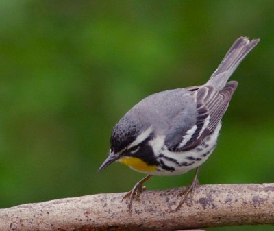 yellow throated warbler