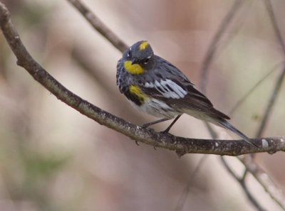 audubons yellow- rumped warbler
