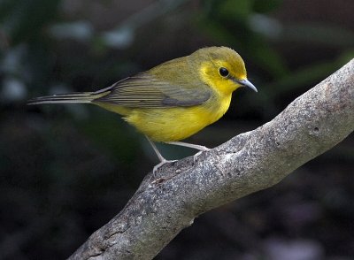 hooded warbler female