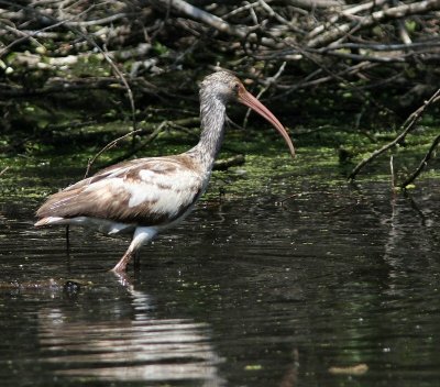 white ibis