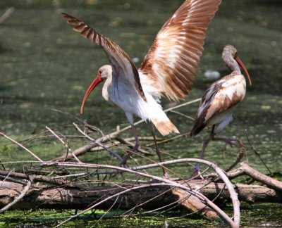 white ibis