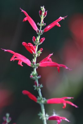 pineapple sage