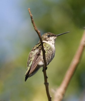 ruby-throated immature male question