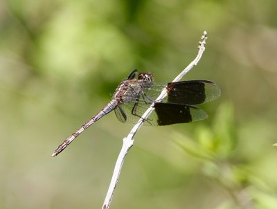 band- winged dragonlet