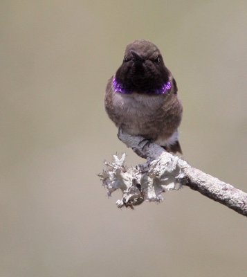 black-chinned male