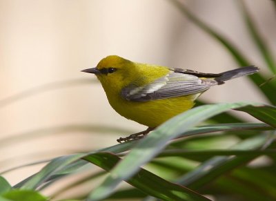 blue winged warbler