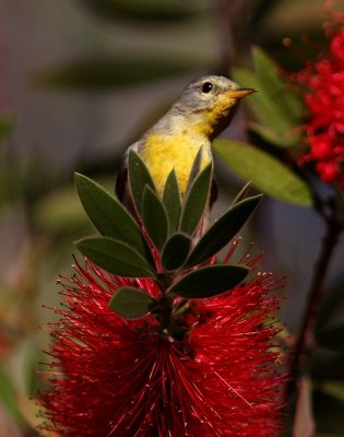 northern parula