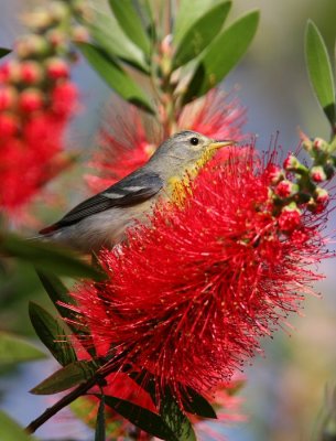 northern parula