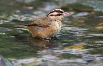 worm-eating warbler